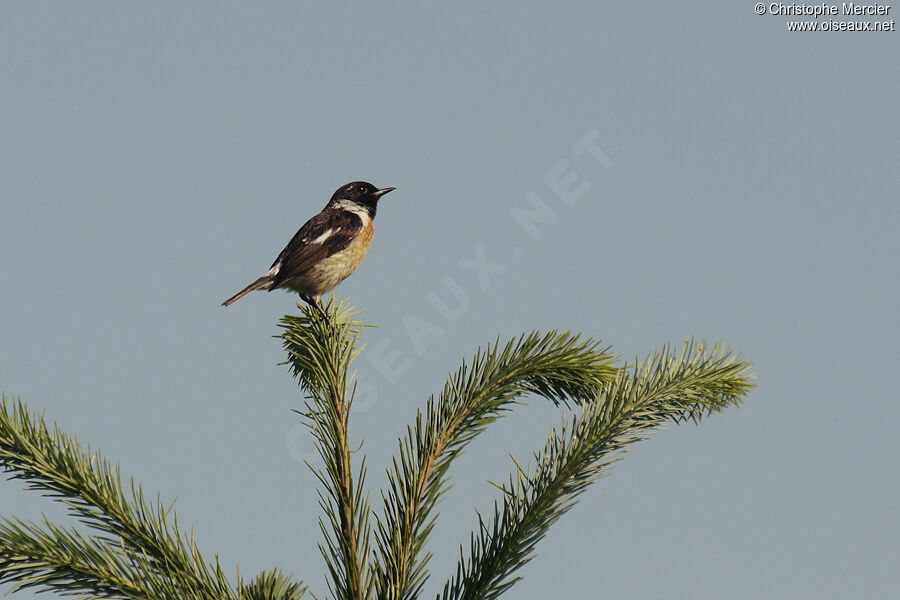 European Stonechat