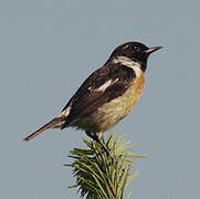 European Stonechat