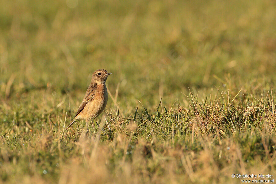 European Stonechat