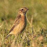 European Stonechat