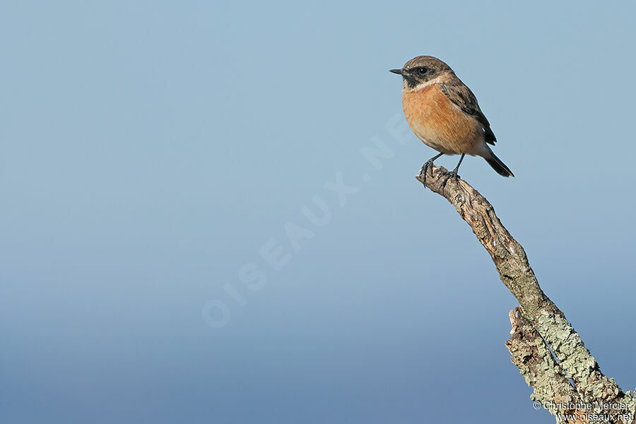 European Stonechat