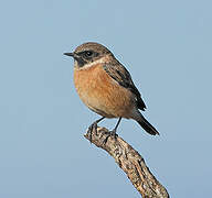 European Stonechat