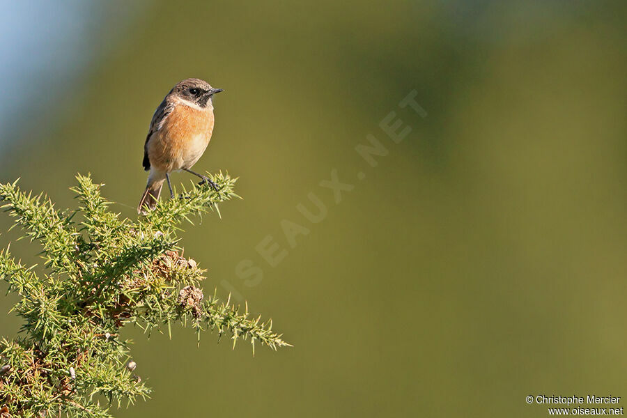 European Stonechat