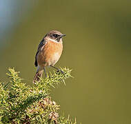 European Stonechat