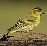 Eurasian Siskin