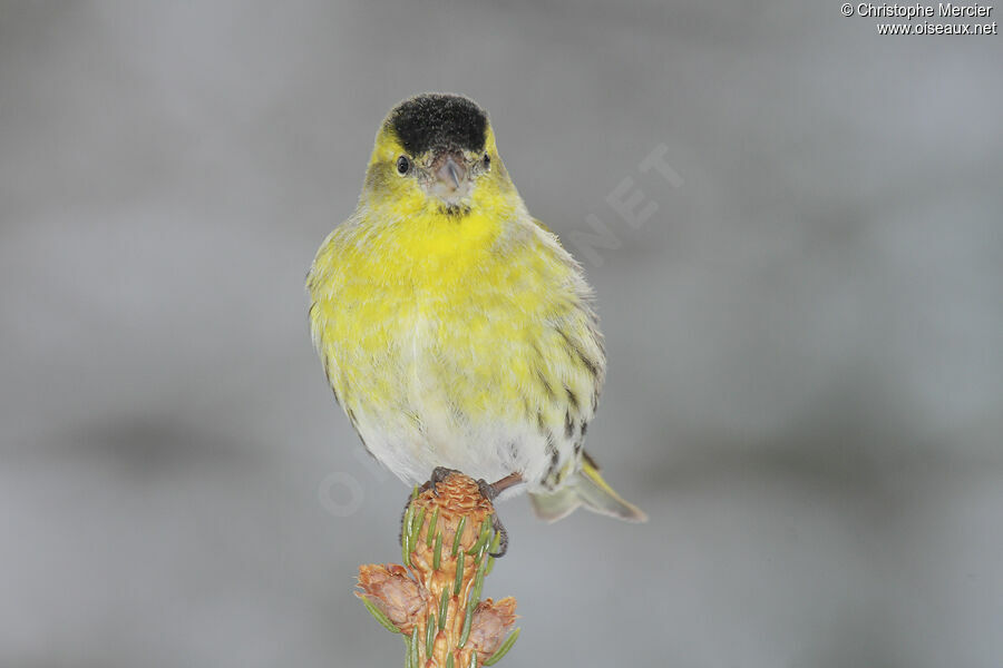 Eurasian Siskin