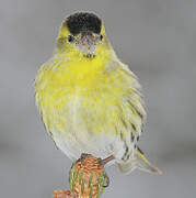 Eurasian Siskin