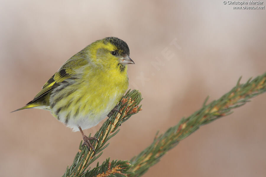 Eurasian Siskin