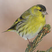 Eurasian Siskin