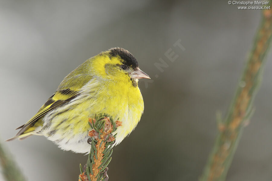 Eurasian Siskin, identification