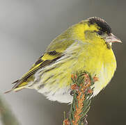 Eurasian Siskin