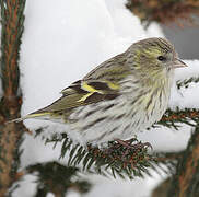 Eurasian Siskin