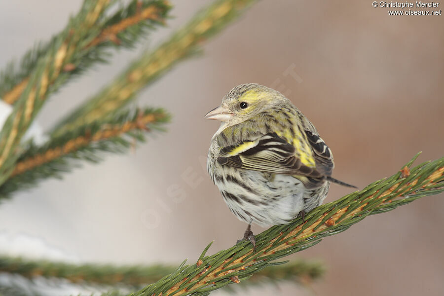 Eurasian Siskin