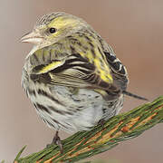 Eurasian Siskin