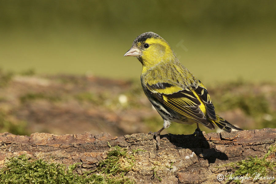 Eurasian Siskin male