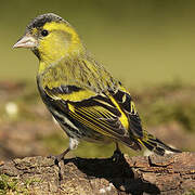 Eurasian Siskin