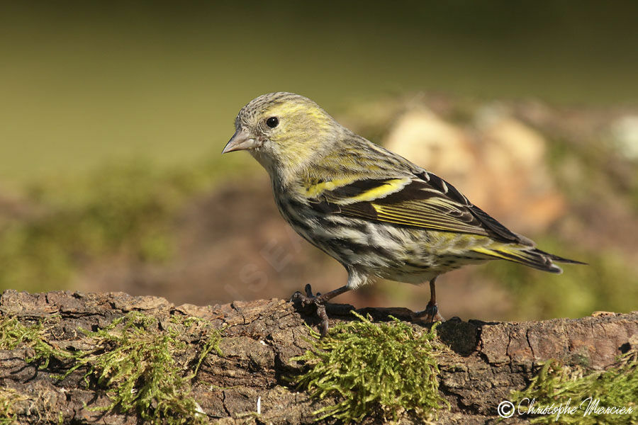 Eurasian Siskin female