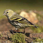 Eurasian Siskin