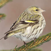 Eurasian Siskin