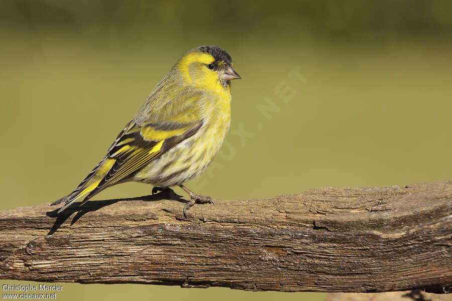 Eurasian Siskin male adult post breeding, identification