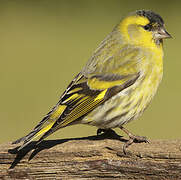 Eurasian Siskin