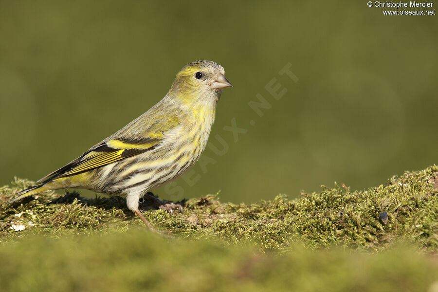 Eurasian Siskin