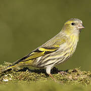 Eurasian Siskin