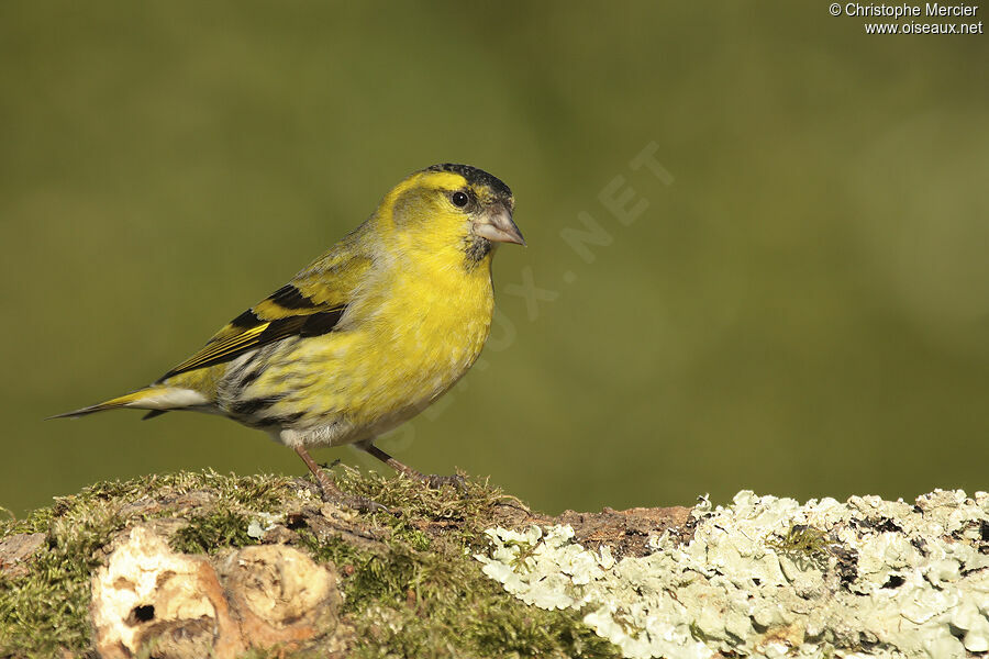 Eurasian Siskin