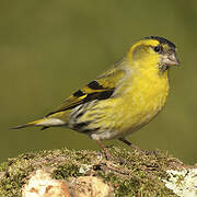 Eurasian Siskin