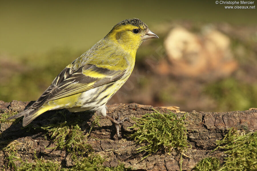 Eurasian Siskin