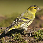 Eurasian Siskin