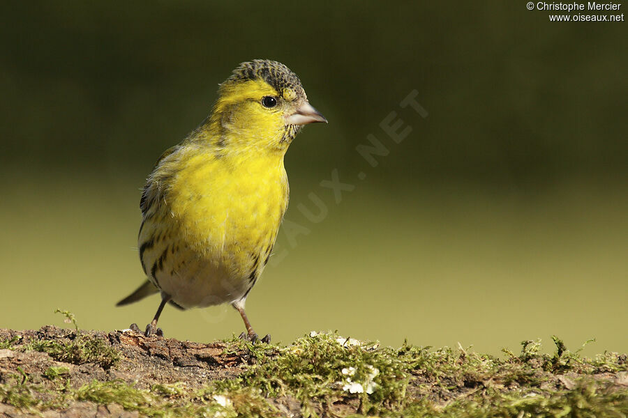 Eurasian Siskin