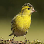 Eurasian Siskin