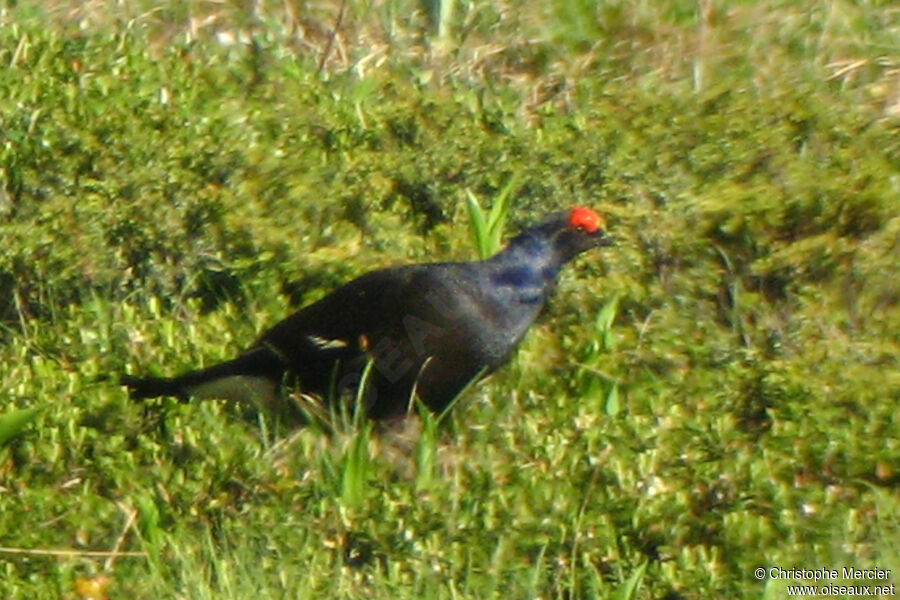 Black Grouse