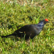 Black Grouse