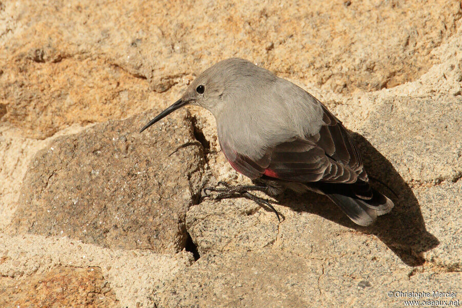 Wallcreeper