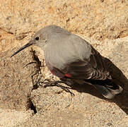 Wallcreeper