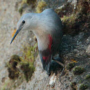 Wallcreeper