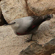 Wallcreeper