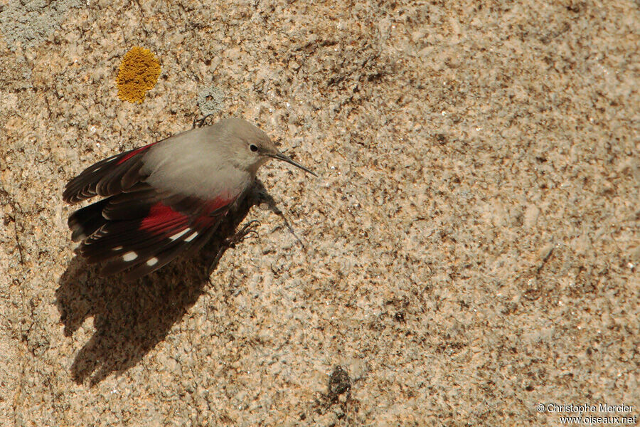 Wallcreeper