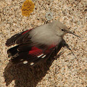 Wallcreeper