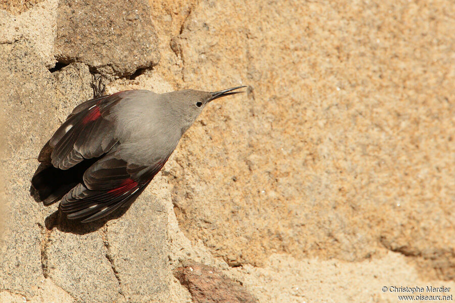 Wallcreeper