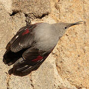 Wallcreeper