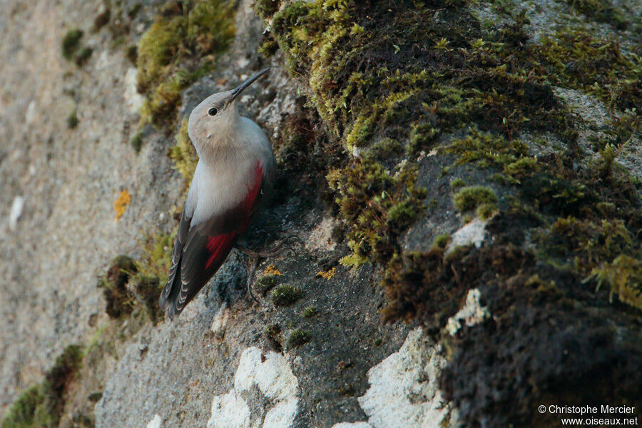 Wallcreeper