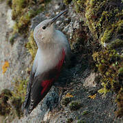 Wallcreeper