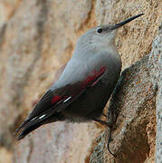 Wallcreeper