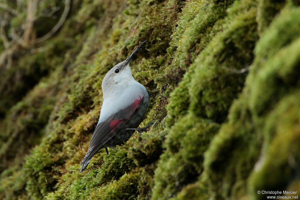 Wallcreeper