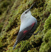 Wallcreeper