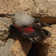 Wallcreeper