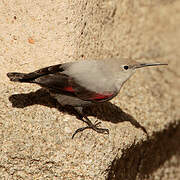 Wallcreeper